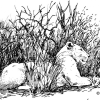Illustration of a female lion