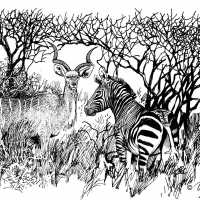 Illustration of kudu and zebra