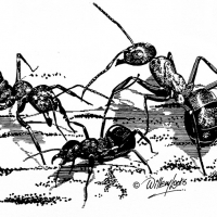 Illustration of ants