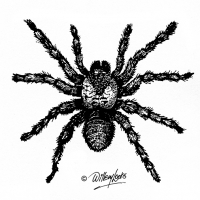 Illustration of baboon spider