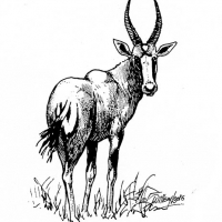 Illustration of a bontebok