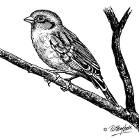 Illustration of Cape Sparrow