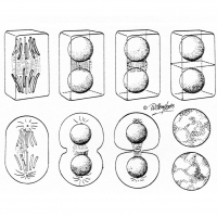 Illustrations of cells dividing