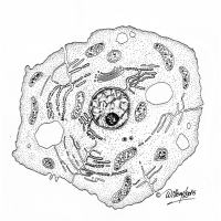Illustration of cell structure