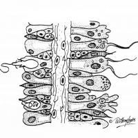 Illustration of plant cells