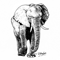 Illustration of an elephant