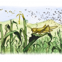 Illustration of locusts in a corn field