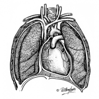 Illustration of human lungs and heart structure