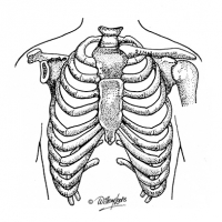 Illustration of human rib cage structure