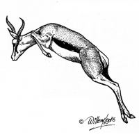 Illustration of a springbok