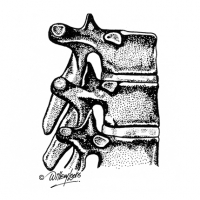 Illustration of vertebrae
