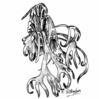 Illustration of a Welwitschia plant