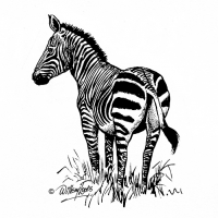 Illustration of a zebra