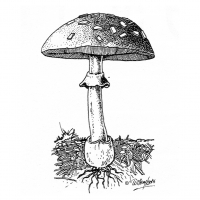 Illustration of a mushroom and roots