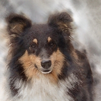Collie dog