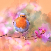 Illustration of a robin